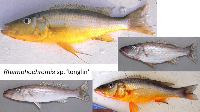 Rhamphochromis sp. 'longfin' South East Arm